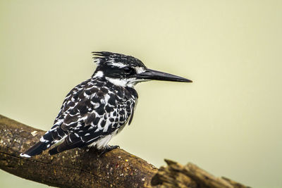 Close-up of bird perching on a branch