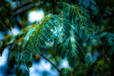 Close-up of wet plant leaves