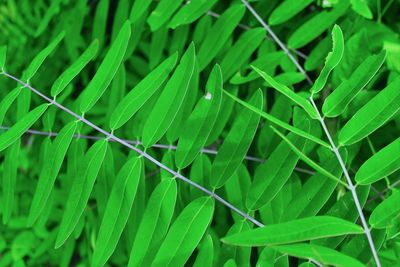 Full frame shot of green plant