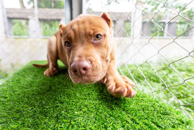 Close-up of dog on grass