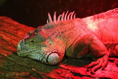 Close-up of iguana on wood at zoo