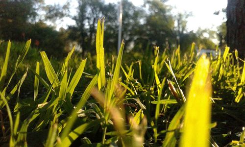 Close-up of wet plants