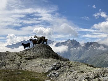 Goats on landscape 