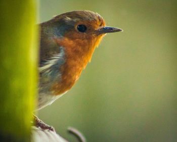 Close-up of bird perching outdoors