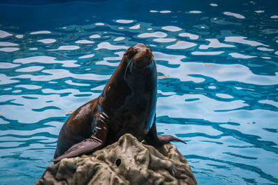 High angle view of sea turtle in swimming pool