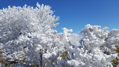Low angle view of frozen flower tree against sky