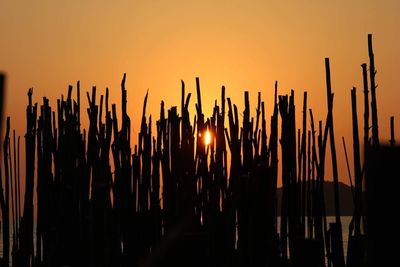 Close-up of silhouette plants against sky during sunset