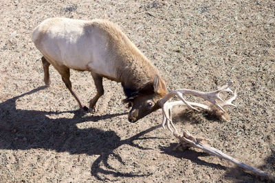 Rubbing behaviour against fallen tree branch in a male elk with large antlers standing in dry field