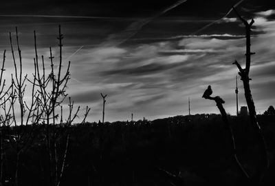 Silhouette plants on field against sky at dusk