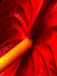 Full frame shot of red flower