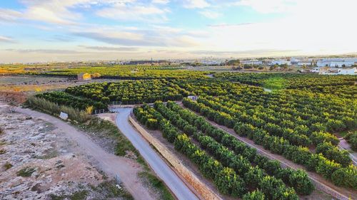 Orange trees growing on field against sky