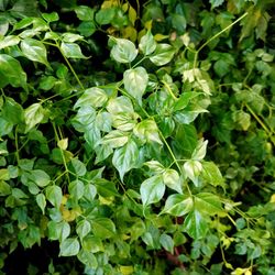 Close-up of plants