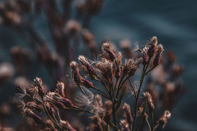 Close-up of dried plant