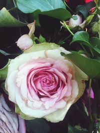 Close-up of pink rose blooming outdoors