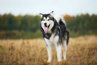 Dog standing in a field