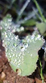 Close-up of wet tree