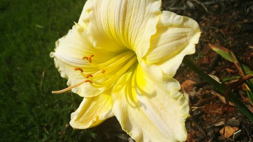 Close-up of yellow flower