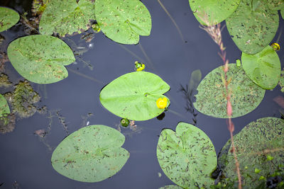 Water lily in saint-aignan in brittany