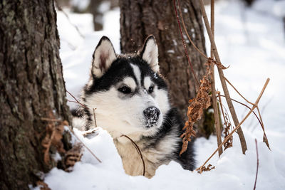 Dog in snow