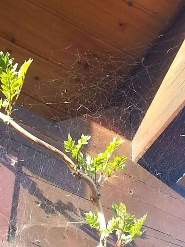 plant, leaf, growth, high angle view, animal themes, built structure, animals in the wild, bird, green color, architecture, one animal, potted plant, wall - building feature, wood - material, wildlife, building exterior, nature, no people, day, sunlight