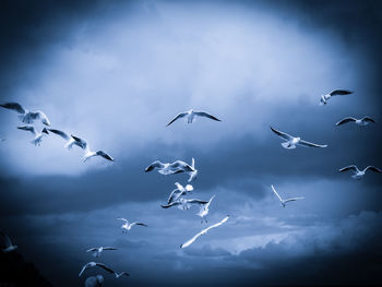 Low angle view of seagulls flying in sky