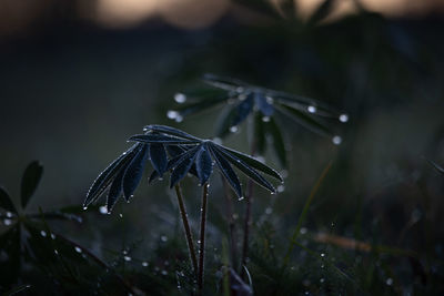 Nature's dewy elegance. lupin leaves adorned in water droplets in northern europe