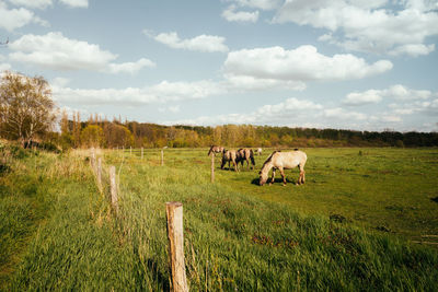 Horses grazing in a field