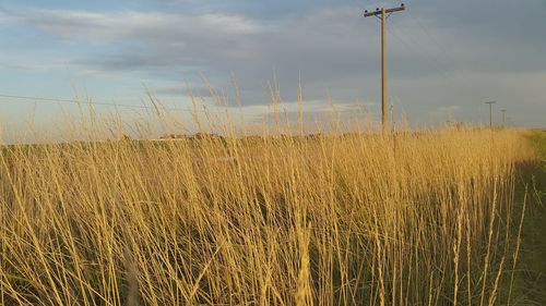 Close-up of agricultural field against sky