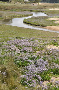 High angle view of flowering plants on land