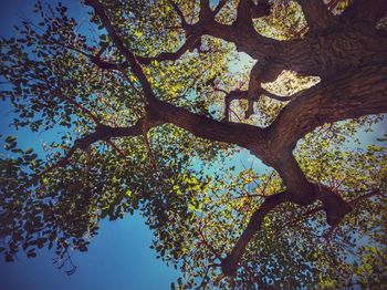 Low angle view of trees against sky