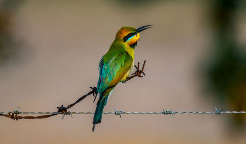 Close-up of bird perching on barbed wire