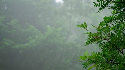 Wet tree in forest during rainy season