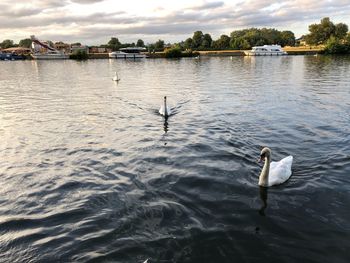 Swans swimming in lake