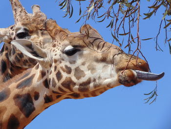 Low angle view of giraffe against sky