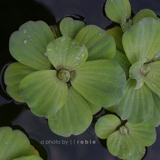 leaf, green color, freshness, water, close-up, growth, drop, nature, wet, beauty in nature, plant, leaves, high angle view, fragility, green, no people, studio shot, floating on water, flower, leaf vein