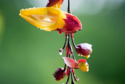 Close-up of wet yellow flower