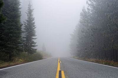 Surface level of empty road along trees