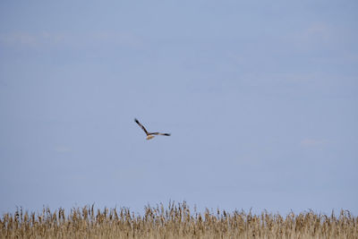 Bird flying in the sky