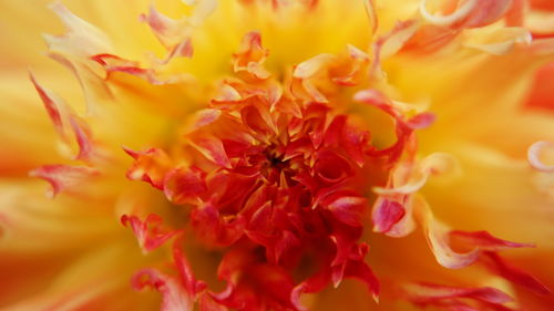 Macro shot of pink flower