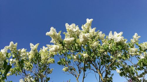 Low angle view of blooming tree against blue sky