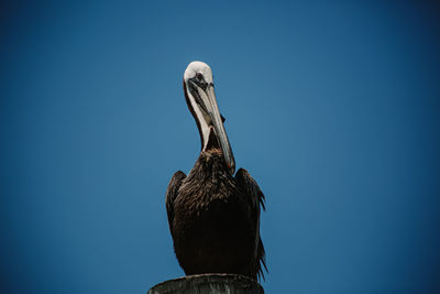 Low angle view of pelican perching on blue sky