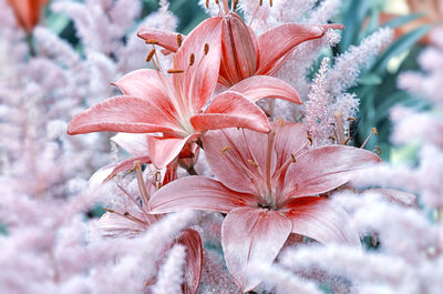 Close-up of flowers blooming outdoors