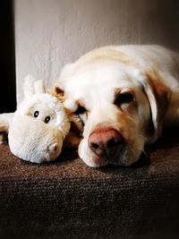 Close-up portrait of dog at home