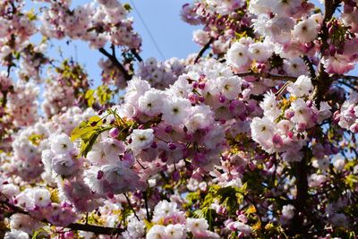 Low angle view of pink cherry blossom