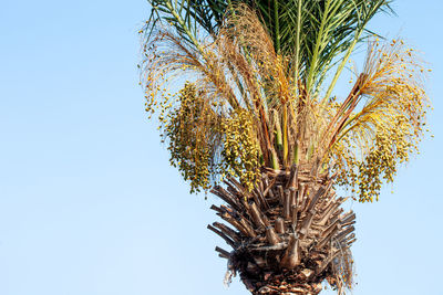 Low angle view of palm tree against clear blue sky