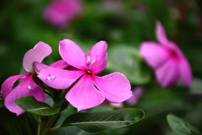 Close-up of pink flowers blooming outdoors