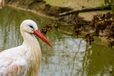 Close-up of duck in lake