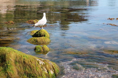 Bird perching on lake