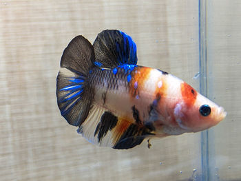 Close-up of fish swimming in sea