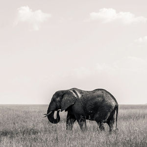 Side view of a elephant on field